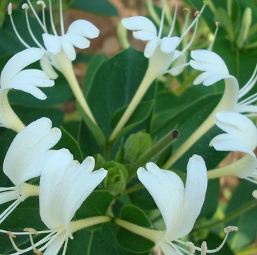 金銀花品級鑒定 怎樣挑選優(yōu)質(zhì)的金銀花