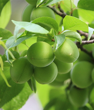 青果的功效與作用 青果的食用藥膳