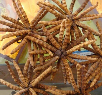 冬蟲夏草的食用方法和不同功效有哪些