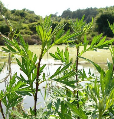 如何溫肺 肺寒體寒用艾草泡腳效果好