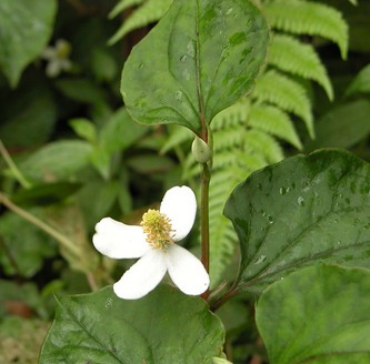 中藥養(yǎng)生 魚腥草的3大臨床應用及化學成分