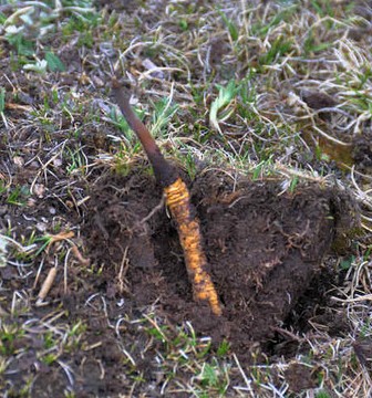 冬蟲夏草的補(bǔ)氣良方 冬蟲夏草配枸杞
