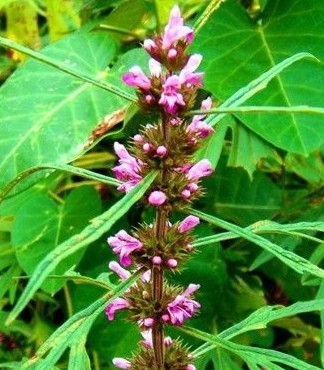 益母草的用法用量與功能主治有哪些