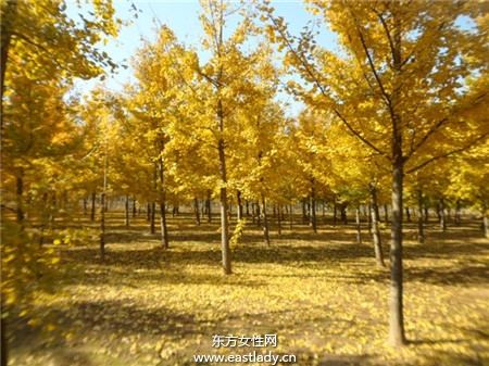 銀杏的功效與作用 怎么吃 有什么副作用