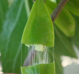 杜仲葉與桑葉提取物功效 增效互補(bǔ)