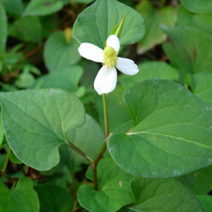 如何消暑 消暑美食剁椒炒魚腥草健康又美味