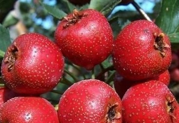 酒精肝患者 春季飲食養(yǎng)生吃什么好