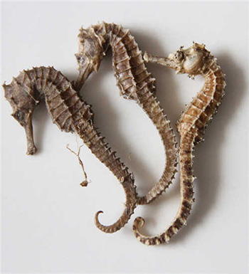 海馬的功效與作用  教你如何鑒別海馬