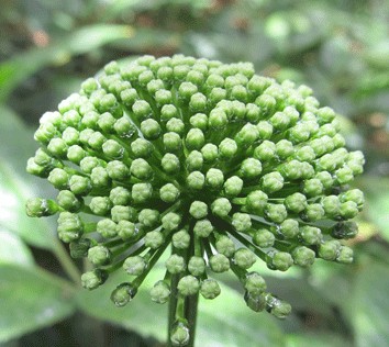 三七花能保肝護(hù)肝 三七養(yǎng)心茶清肝明目