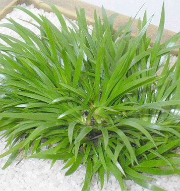 石菖蒲的功效與作用 石菖蒲的藥理作用