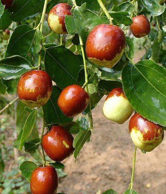 紅棗怎么吃 幾種紅棗養(yǎng)生食譜