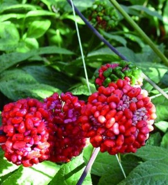 打蠟三七與水洗本色三七的鑒別方法