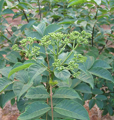 吳茱萸的功效與作用 吳茱萸正確的用法