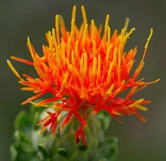 中藥紅花對女性康復(fù)調(diào)理有哪些好處