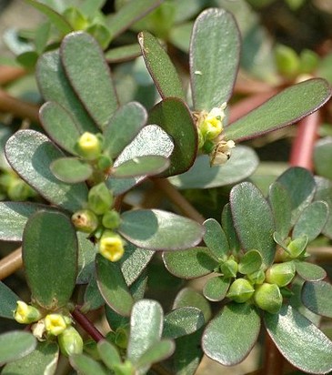 馬齒莧的功效與作用 功能涼血止血