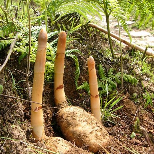 如何食補(bǔ) 天麻燉雞的傳統(tǒng)做法與功效