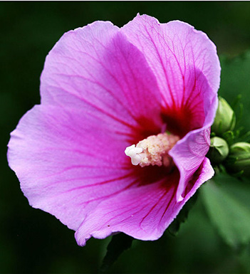 木槿花的藥用價值和功效 各種木槿花藥方