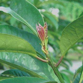 如何清熱解毒 毛冬青葉清熱解毒功效與作用