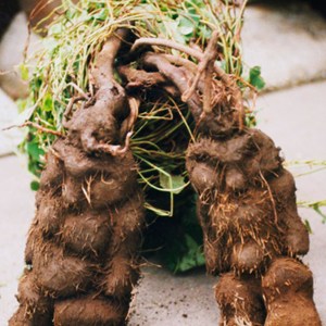 如何長(zhǎng)黑發(fā) 黑芝麻加何首烏有利于長(zhǎng)黑發(fā)