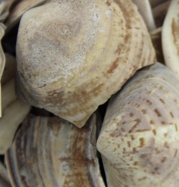 海蛤殼的功效特點 海蛤殼的藥方及配伍應用