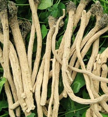 盲目濫服板藍(lán)根的危害有哪些