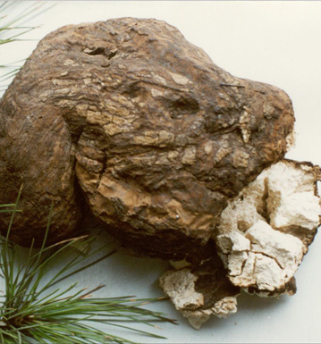 豬苓的功效與作用 豬苓常用的中醫(yī)選方