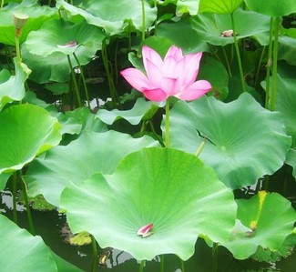 春季絕佳飲品 陳皮荷葉茶減肥效果