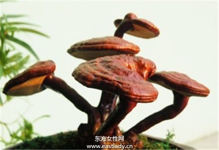 靈芝的功效與作用及食用方法