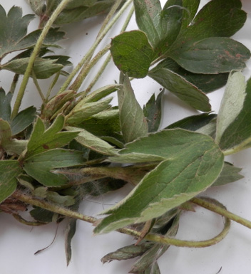 白頭翁的功效與作用 白頭翁的中藥附方