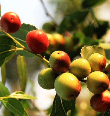 酸棗仁的功效與作用 常用酸棗仁藥方配方