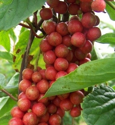 五味子泡茶喝有哪些養(yǎng)生功效