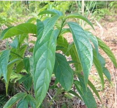 板藍(lán)根有什么功效 板藍(lán)根的功效與作用介紹