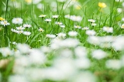 水瓶座清明掃墓禁忌 清明假期這樣過