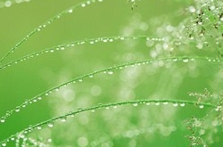 白羊座清明掃墓禁忌 清明假期這樣過