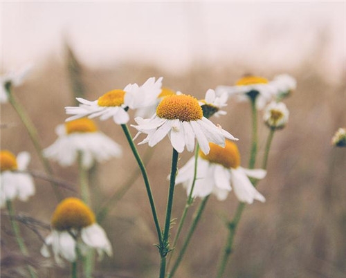 天秤座清明掃墓禁忌 清明假期這樣過