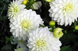 雙魚座清明掃墓禁忌 清明假期這樣過