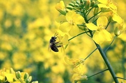射手座2017年4月運勢詳解