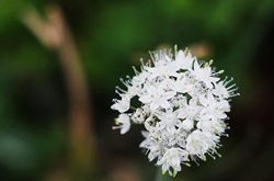 獅子座清明掃墓禁忌 清明假期這樣過