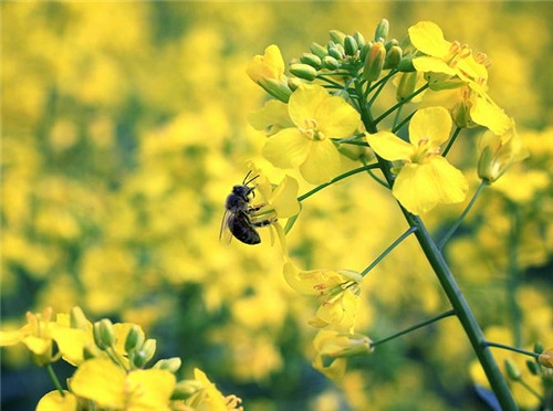射手座2017年4月運(yùn)勢(shì)詳解