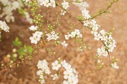 金牛座清明掃墓禁忌 清明假期這樣過