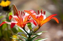 白羊座2017年4月運(yùn)勢(shì)詳解