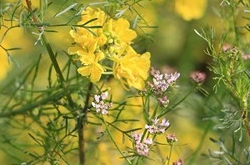 獅子座2017年4月運勢詳解