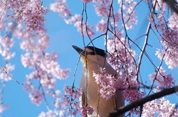 天蝎座2017年4月運(yùn)勢(shì)詳解