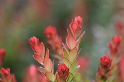 摩羯座2017年4月運(yùn)勢(shì)詳解