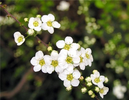 摩羯座清明掃墓禁忌 清明假期這樣過