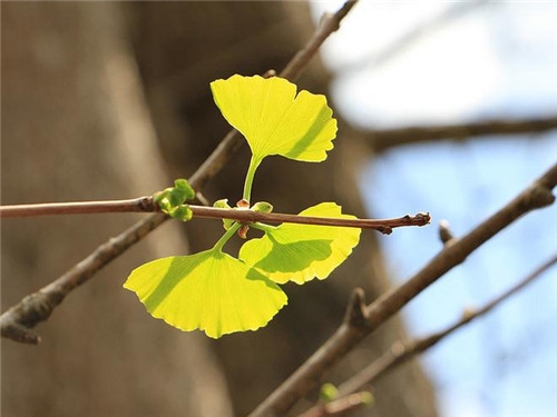 天秤座2017年4月運勢詳解