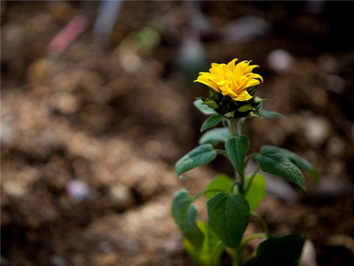 天蝎座2017年4月運勢詳解