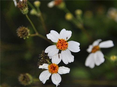 雙魚座清明掃墓禁忌 清明假期這樣過