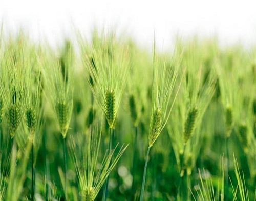 水瓶座2017年4月運(yùn)勢(shì)詳解