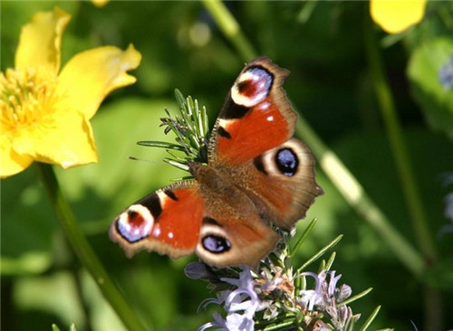 摩羯座2017年4月運勢詳解